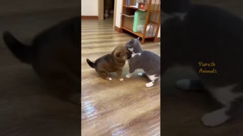 Funny Cat Videos Compilation #8 Best Of The 2023 Animal Videos🤣👌