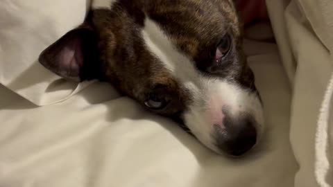 Princess lump in bed