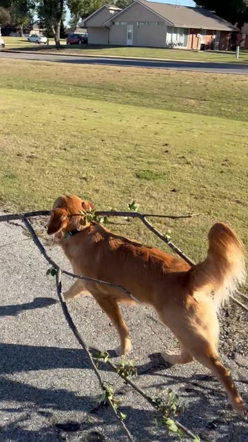 Golden Retriever's Stick of the Day
