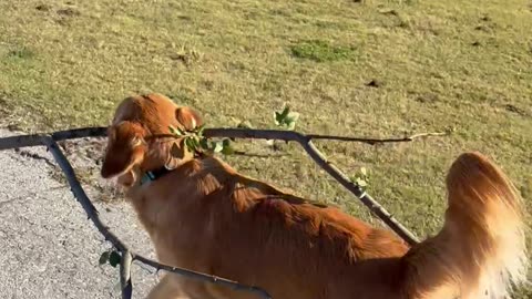 Golden Retriever's Stick of the Day
