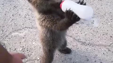 This family found a lost bear cub on the road, and then this happened.