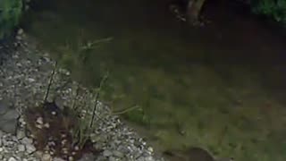 🦝 This Raccoon Can Read?! | FunFM