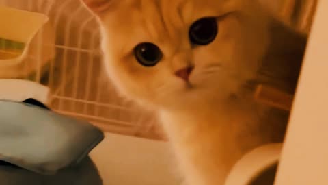 Cute and funny cat 💓