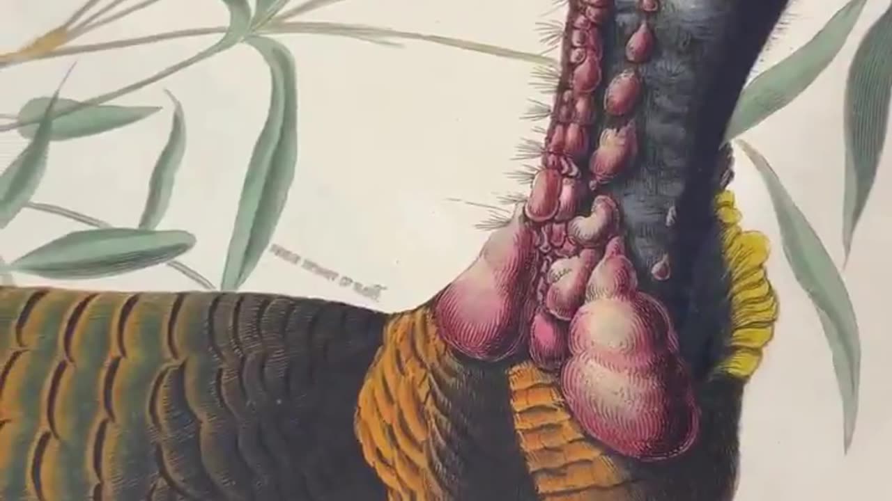 Birds of America is a double elephant folio, a book so large, it takes two people to turn the page