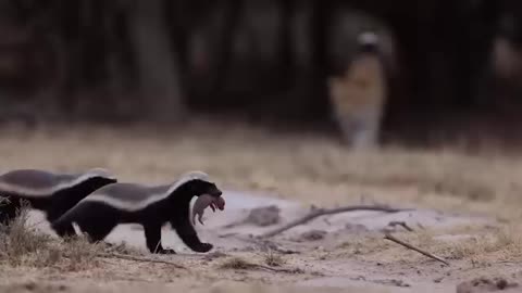 The Great Animal Showdown: Jingle's Epic Battles! 🐍🦁