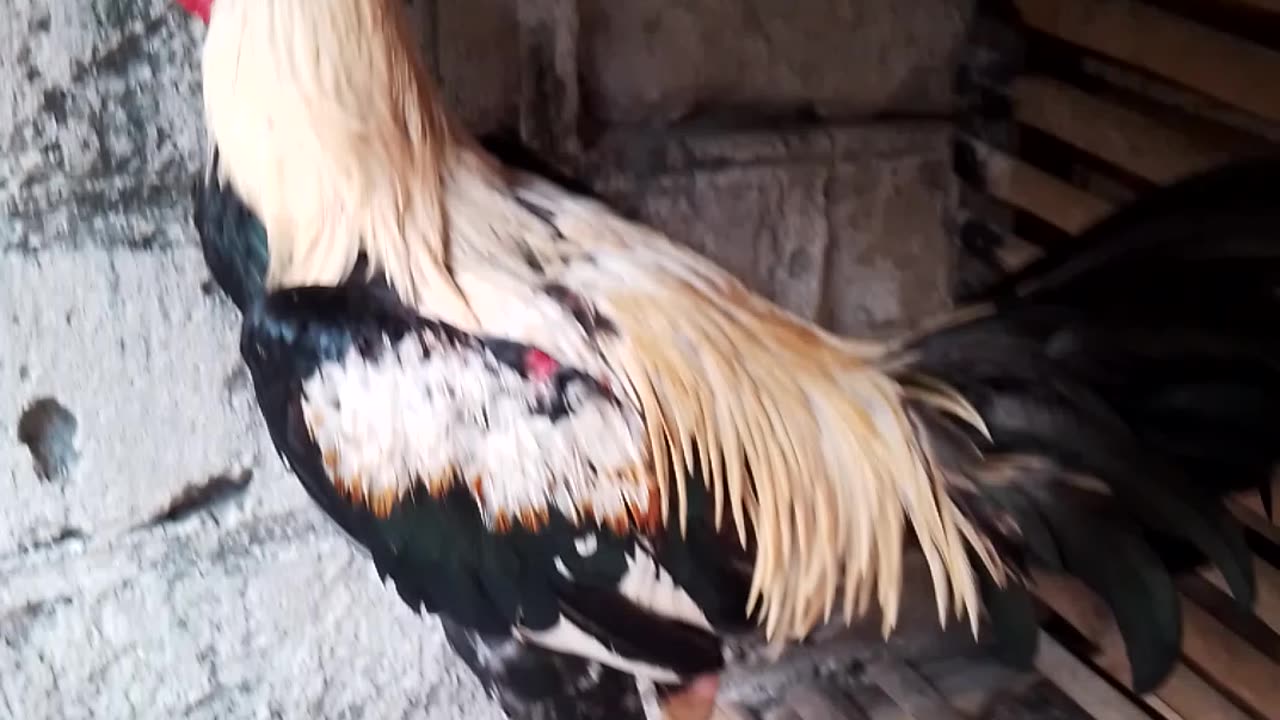 fighting cock