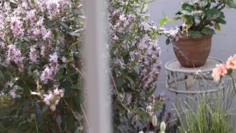 enjoy the balcony full of blooming flowers