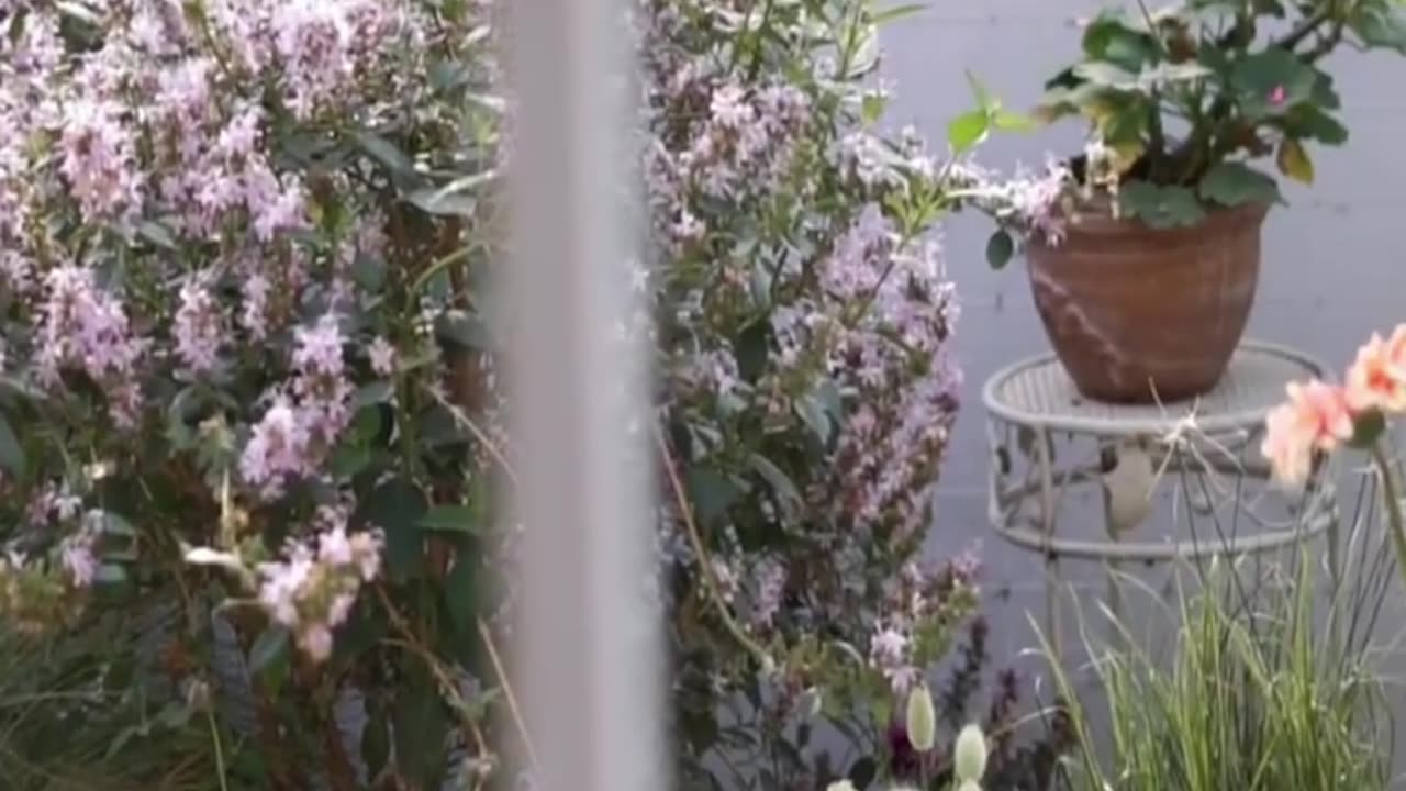enjoy the balcony full of blooming flowers