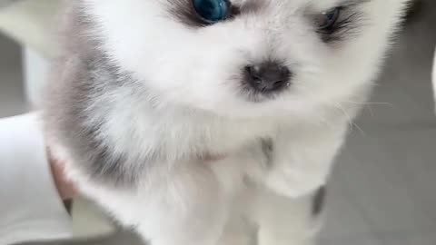 Blue-eyed puppy melts hearts! 💙 / Cățeluș cu ochi albaștri, o dulceață! 🐶💙