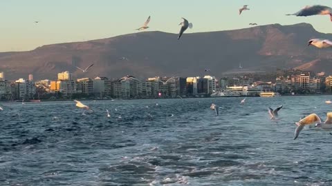 Nature, beautiful birds