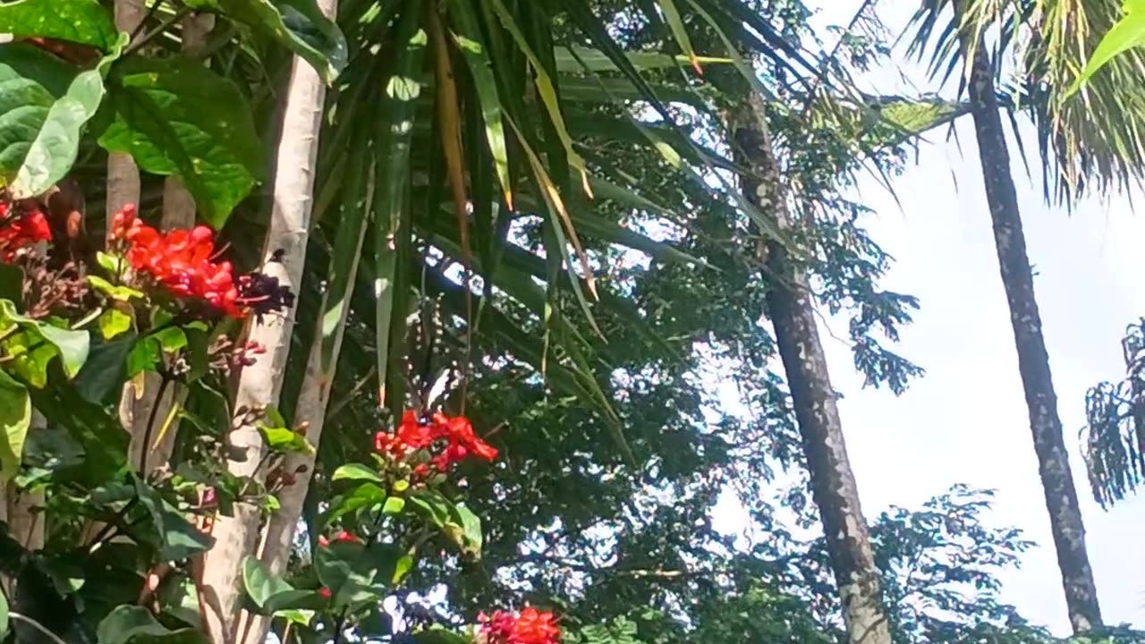 12.8.2025 Butterflies