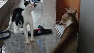 🤔💬 I Wonder What They're Arguing About | FunFM