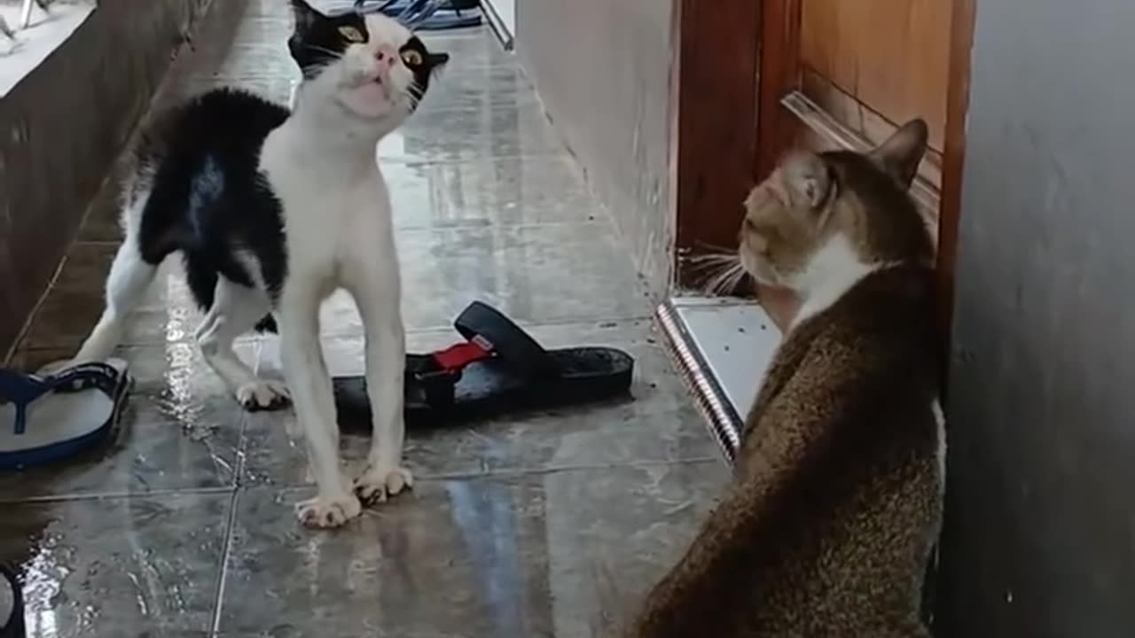 🤔💬 I Wonder What They're Arguing About | FunFM