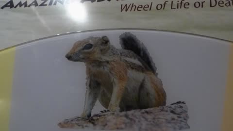 Squirrels are HOT stuff!!