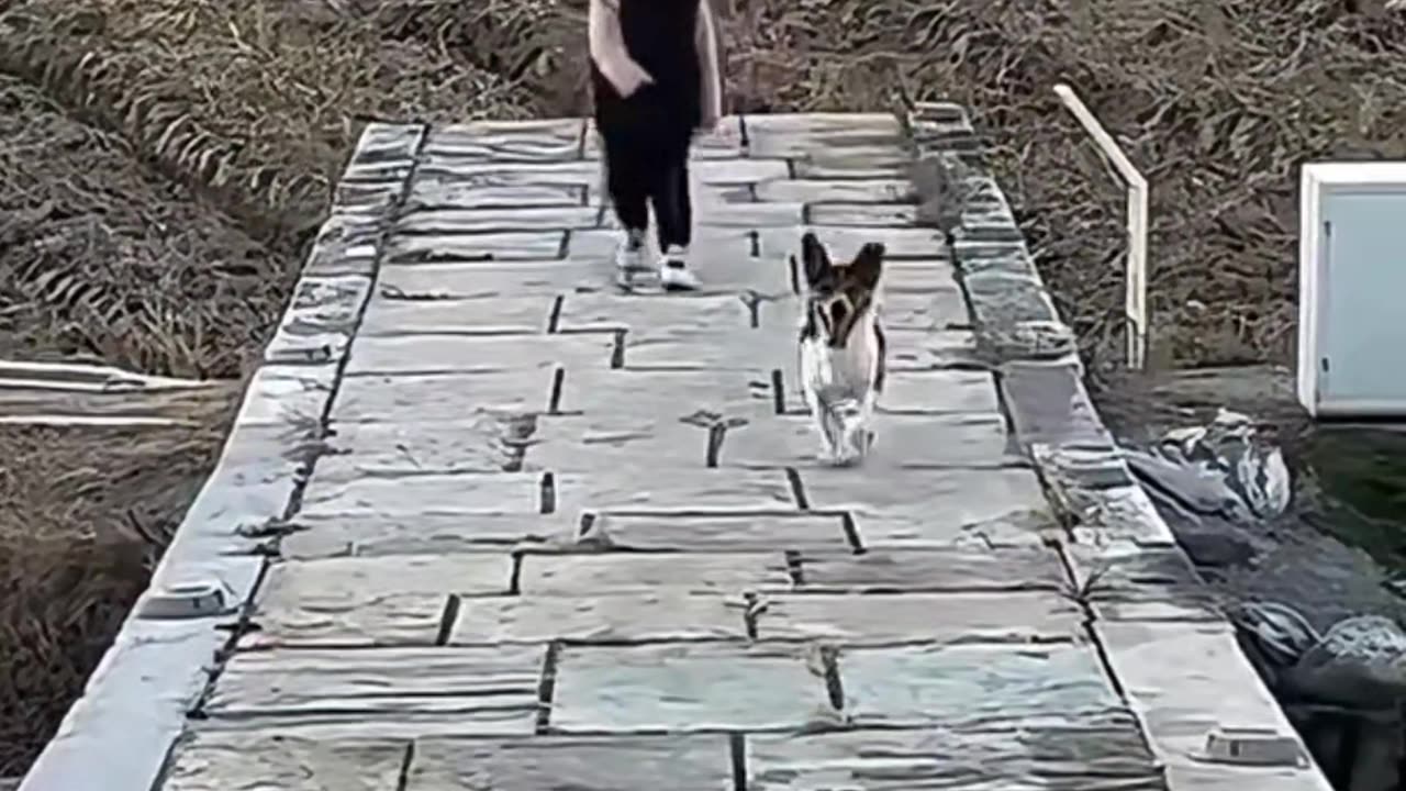 Collection of funny videos of pets