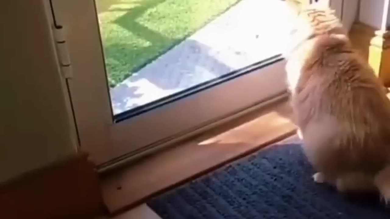 Funny animals 😅