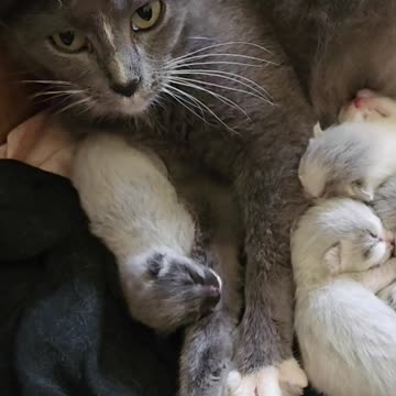 Just Born Kittens