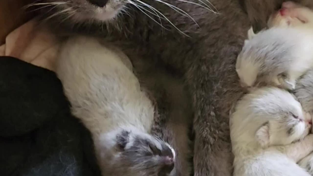 Just Born Kittens