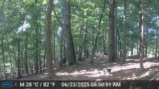 The Woods – 06/24/2025