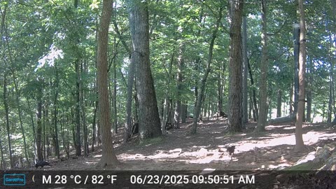 The Woods – 06/24/2025
