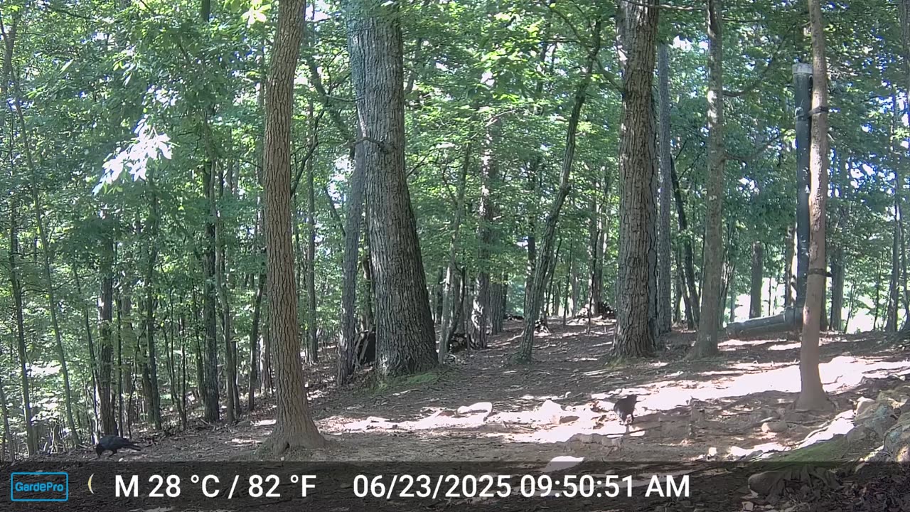 The Woods – 06/24/2025