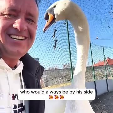 This kind man rescued a swan stuck in a fence