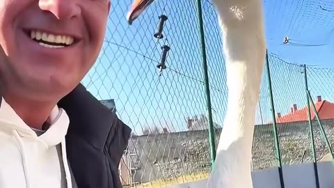 This kind man rescued a swan stuck in a fence