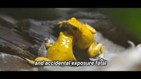 The $5,000 Poison_ Unlocking the Secrets of Phobates Terribilis
