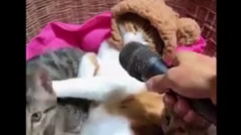 Cat and Dog funny video