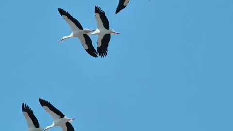 Nature and Animals