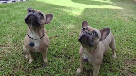 Orgone Science Holiday Special Gifts