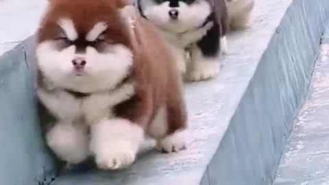 soooo cute dogs.fall together