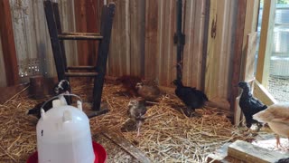 Hangin' with the new chicks on the block.