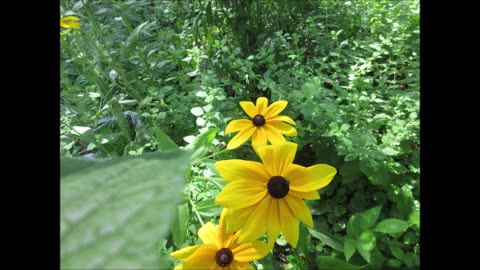 Filling A Glass Vase Black Eyed Susan July 2022