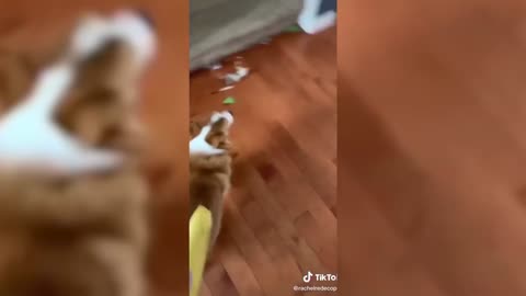 Funny Dogs of TikTok Compilation 😂 (Part 2) [Funny Pets]