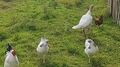 Nature and Animals