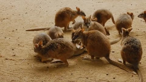 Best Funny animal videos 2025 Dogs and Cats