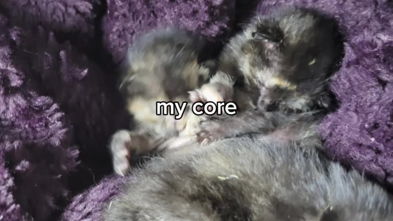 Spice Babies