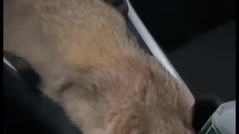 Cat Software Glitches