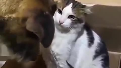 mom was waiting for that dog to make one wrong move 😸😂