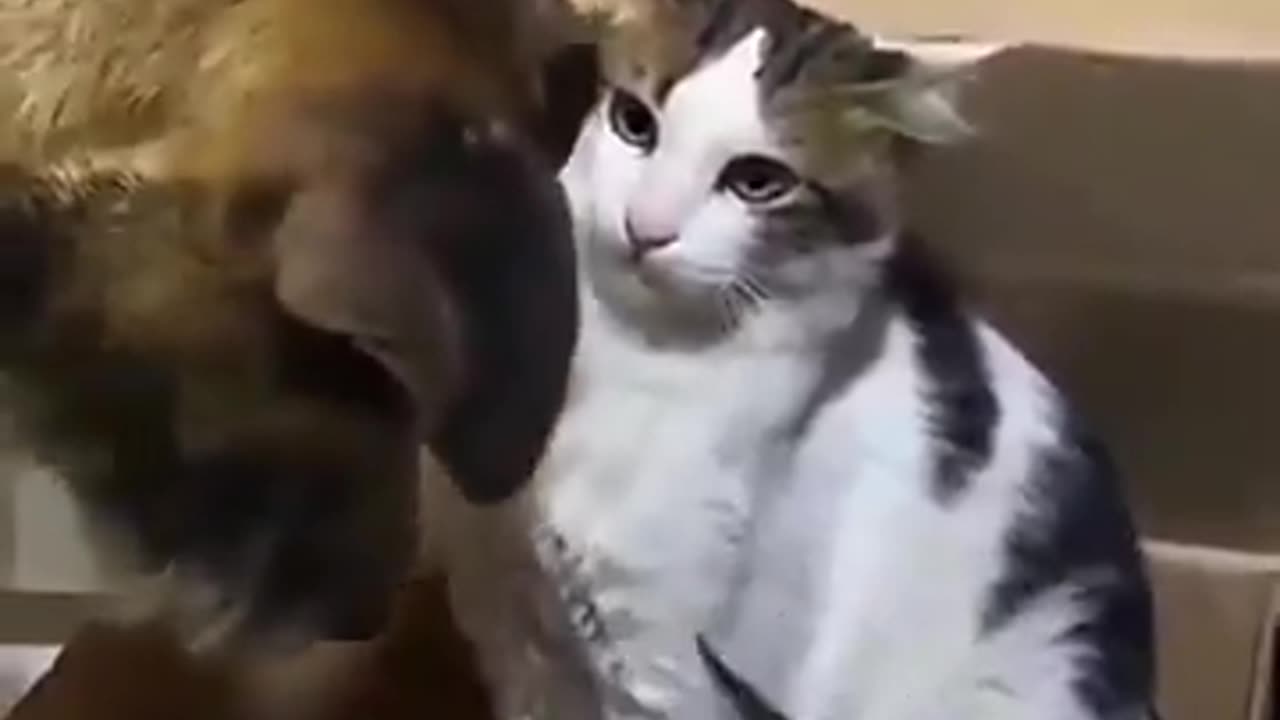 mom was waiting for that dog to make one wrong move 😸😂