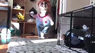 🐶😂 The Funniest Dog Fail You'll See All Day | FunFM