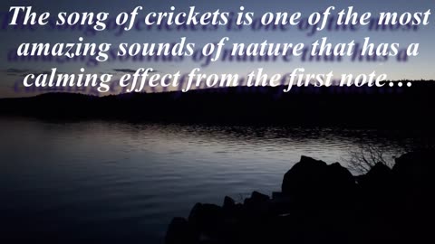 The song of crickets is one of the most amazing sounds