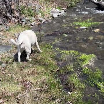 Psalm 16 #God #Jesus #prayingpsalms