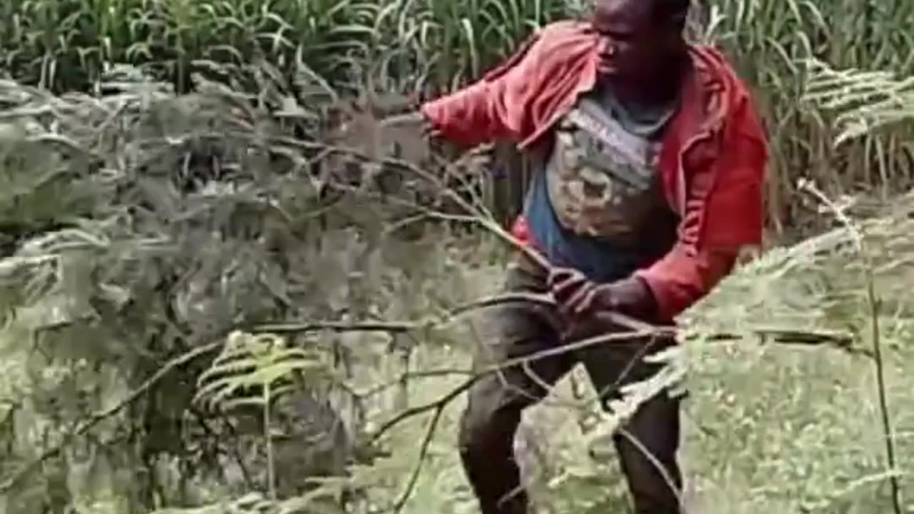 What's going on here - Funny Jumping