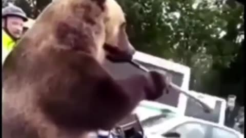 funny animal