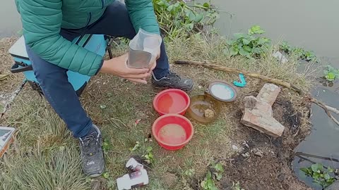 Tilapia Bait Fishing in River Warm Pools