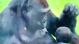 This woman introduced her baby to gorilla and then...
