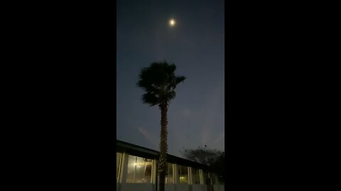 Palm tree wind moon