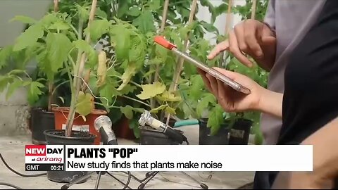 Love All Life Always #316 - Plants DO communicate. They Emit Sounds Of Both Stress And Calm.